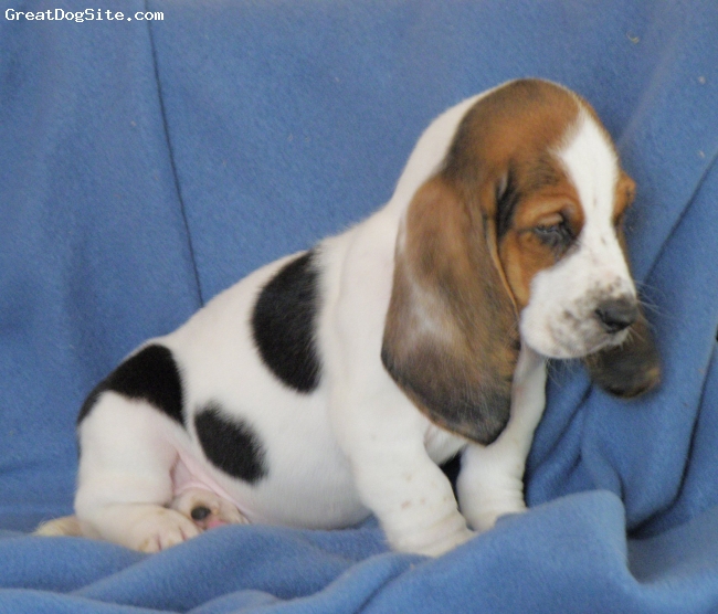 A photo of a 2 mons. old, Tri colored, Basset Hound My new little boyDec.
